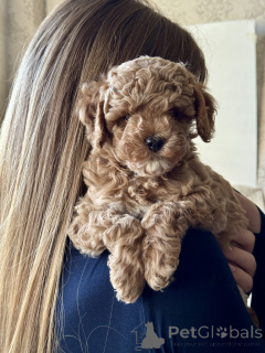 Zdjęcie №4. Sprzedam maltipu w Większe Soczi. hodowca - cena - 6703zł