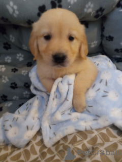 Zdjęcie №3. Szczenięta Golden Retriever.. Szwecja