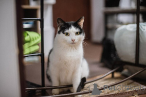 Zdjęcie №4. Sprzedam  w Chimki. ze schronu - cena - Bezpłatny