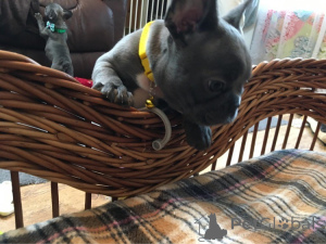 Zdjęcie №2 do zapowiedźy № 163565 na sprzedaż   - wkupić się Austria 