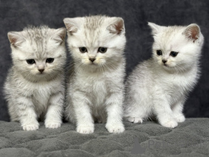 Zdjęcie №1. scottish straight - na sprzedaż w Mińsk | 673zł | Zapowiedź № 163555