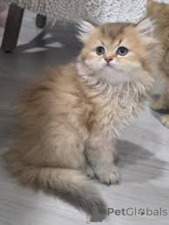 Zdjęcie №3. Adorables chatons British Longhair dostępne à la vente.. Finlandia