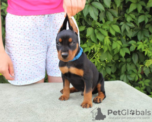 Zdjęcie №2 do zapowiedźy № 1906 na sprzedaż  pinczer średni - wkupić się Białoruś od żłobka