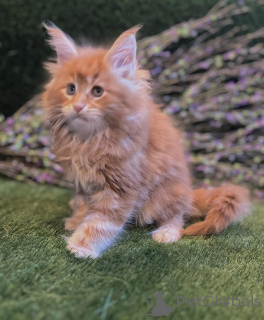 Zdjęcie №1. maine coon - na sprzedaż w Baumholder | Bezpłatny | Zapowiedź № 145308