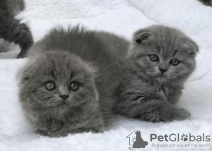 Zdjęcie №1. scottish fold - na sprzedaż w Anderlecht | 837zł | Zapowiedź № 105494