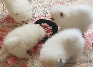 Zdjęcie №1. szpic miniaturowy - na sprzedaż w Antwerpia | Bezpłatny | Zapowiedź №163736