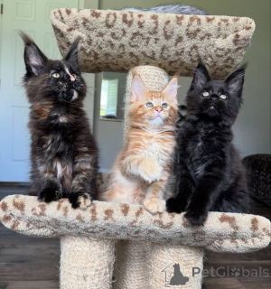 Zdjęcie №4. Sprzedam maine coon w Alberta Beach. hodowca - cena - negocjowane