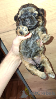 Zdjęcie №2 do zapowiedźy № 139030 na sprzedaż  lhasa apso, shih tzu - wkupić się Estonia prywatne ogłoszenie, od żłobka