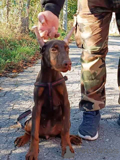 Zdjęcie №4. Sprzedam doberman w Belgrad.  - cena - negocjowane