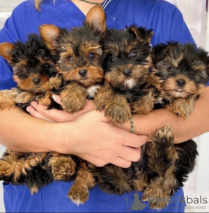 Zdjęcie №1. yorkshire terrier - na sprzedaż w Гамбург | negocjowane | Zapowiedź №48907