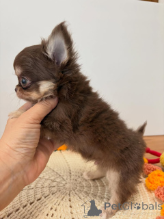 Zdjęcie №1. chihuahua (rasa psów) - na sprzedaż w Ceske Budejovice | 1196zł | Zapowiedź №173764