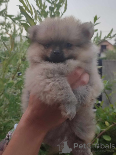 Zdjęcie №3. pomorski piękne szczenięta. Serbia