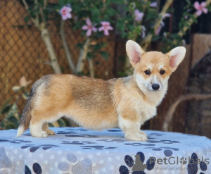 Zdjęcie №1. welsh corgi - na sprzedaż w Bačka Topola | negocjowane | Zapowiedź №118255