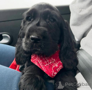 Zdjęcie №1. cocker spaniel angielski - na sprzedaż w Warszawa | negocjowane | Zapowiedź №164771