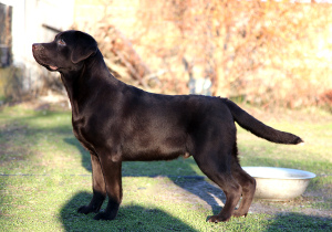 Zdjęcie №2 do zapowiedźy № 4733 na sprzedaż  labrador retriever - wkupić się Ukraina hodowca