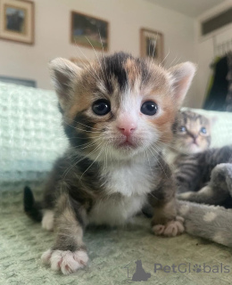 Zdjęcie №1. munchkin - na sprzedaż w Hamburg | 1674zł | Zapowiedź № 149162