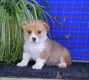 Zdjęcie №1. welsh corgi - na sprzedaż w Trelleborg | negocjowane | Zapowiedź №136408