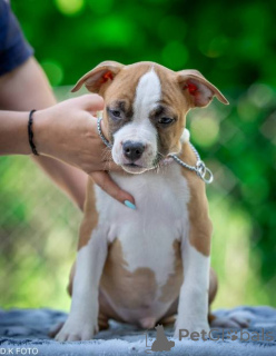 Zdjęcie №4. Sprzedam staffordshire bull terrier w Zagreb.  - cena - negocjowane