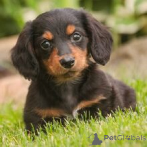 Zdjęcie №1. jamnik - na sprzedaż w Berlin | 3348zł | Zapowiedź №172759