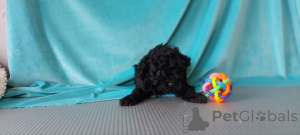 Zdjęcie №1. pudel (zabawka) - na sprzedaż w Helsinki | 2392zł | Zapowiedź №164028