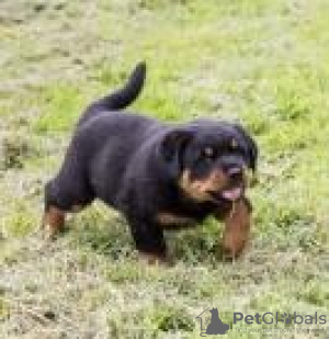 Zdjęcie №1. rottweiler - na sprzedaż w Lisbon | 990zł | Zapowiedź №117807