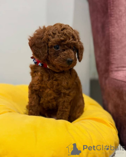 Zdjęcie №1. pudel (zabawka) - na sprzedaż w Miasto Quebec | negocjowane | Zapowiedź №160555