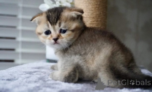 Zdjęcie №3. Munchkina-Kätzchena. Niemcy