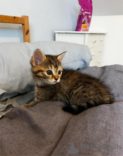 Zdjęcie №2 do zapowiedźy № 151656 na sprzedaż  kot domowy - wkupić się Niemcy 