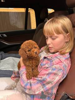 Zdjęcie №1. pudel (royal) - na sprzedaż w Las Vegas | negocjowane | Zapowiedź №154263