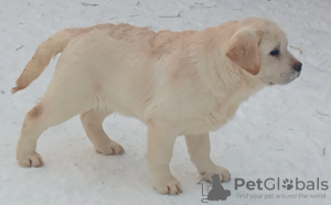 Dodatkowe zdjęcia: Szczenięta labradora