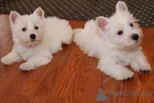 Zdjęcie №4. Sprzedam west highland white terrier w Dusseldorf.  - cena - negocjowane