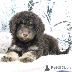 Zdjęcie №2 do zapowiedźy № 160903 na sprzedaż  golden retriever - wkupić się Wielka Brytania prywatne ogłoszenie