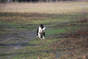 Zdjęcie №3. Amerykański staffordshire terrier. Serbia