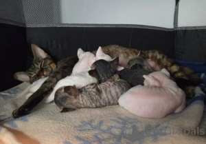 Zdjęcie №1. devon rex - na sprzedaż w Berlingen | 4305zł | Zapowiedź № 160324