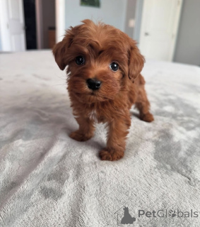 Zdjęcie №3. Dean Janet Kay Puppies House. USA