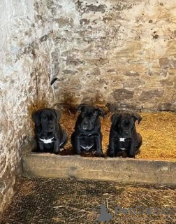 Zdjęcie №2 do zapowiedźy № 131707 na sprzedaż  cane corso - wkupić się Australia 