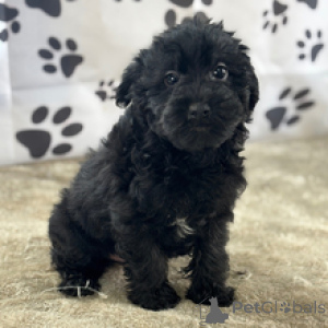 Zdjęcie №1. yorkshire terrier - na sprzedaż w Nowy Jork | 2317zł | Zapowiedź №167064