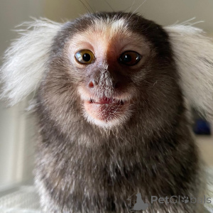 Zdjęcie №2 do zapowiedźy № 143850 na sprzedaż   - wkupić się Zjednoczone Emiraty Arabskie hodowca