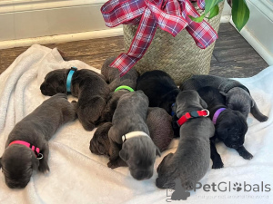 Zdjęcie №1. cane corso - na sprzedaż w Aalborg | 6zł | Zapowiedź №173407