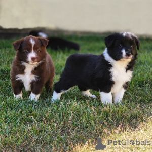 Zdjęcie №1. border collie - na sprzedaż w Paryż | negocjowane | Zapowiedź №120013