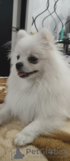 Zdjęcie №4. Sprzedam szpic miniaturowy w Единцы. prywatne ogłoszenie - cena - 2526zł