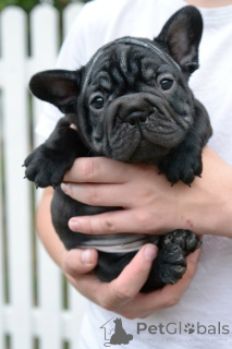 Zdjęcie №1. buldog francuski - na sprzedaż w Mińsk | 2990zł | Zapowiedź №173466