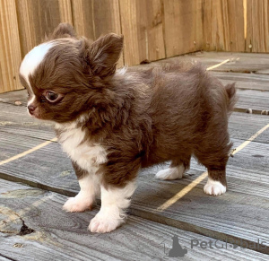 Zdjęcie №3. Szczenięta chihuahua Teacup do adopcji. Polska