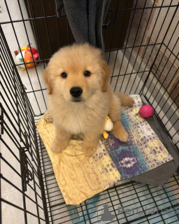 Zdjęcie №2 do zapowiedźy № 138962 na sprzedaż  golden retriever - wkupić się USA prywatne ogłoszenie, hodowca