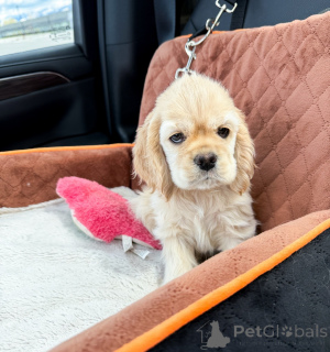 Zdjęcie №1. cocker spaniel amerykański - na sprzedaż w Berlin | negocjowane | Zapowiedź №168949