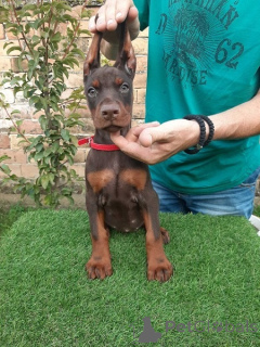 Zdjęcie №2 do zapowiedźy № 177520 na sprzedaż  doberman - wkupić się Serbia hodowca
