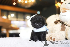 Zdjęcie №4. Sprzedam pudel (zabawka) w Kalifornia. hodowca - cena - negocjowane