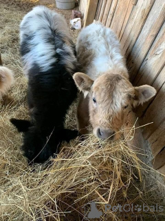 Zdjęcie №2 do zapowiedźy № 132674 na sprzedaż   - wkupić się Niemcy prywatne ogłoszenie