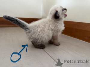 Zdjęcie №3. Kittens Ragdoll. Nowa Zelandia