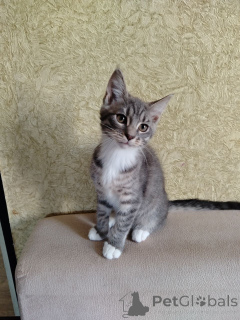 Zdjęcie №3. Śliczne kocięta Maine Coon, rasy mieszane.. Białoruś